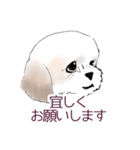 Stickers_Shih Tzu_a シーズースタンプ（個別スタンプ：3）