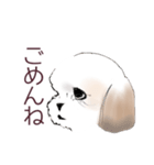 Stickers_Shih Tzu_a シーズースタンプ（個別スタンプ：5）