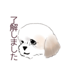 Stickers_Shih Tzu_a シーズースタンプ（個別スタンプ：6）