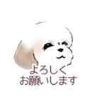 Stickers_Shih Tzu_a シーズースタンプ（個別スタンプ：8）