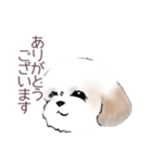 Stickers_Shih Tzu_a シーズースタンプ（個別スタンプ：10）