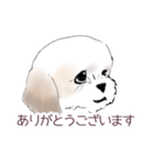 Stickers_Shih Tzu_a シーズースタンプ（個別スタンプ：13）