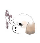 Stickers_Shih Tzu_a シーズースタンプ（個別スタンプ：15）