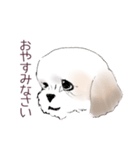 Stickers_Shih Tzu_a シーズースタンプ（個別スタンプ：16）