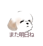 Stickers_Shih Tzu_a シーズースタンプ（個別スタンプ：17）