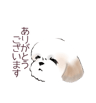 Stickers_Shih Tzu_a シーズースタンプ（個別スタンプ：19）