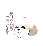 Stickers_Shih Tzu_a シーズースタンプ（個別スタンプ：20）