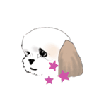 Stickers_Shih Tzu_a シーズースタンプ（個別スタンプ：29）