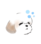 Stickers_Shih Tzu_a シーズースタンプ（個別スタンプ：32）