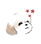 Stickers_Shih Tzu_a シーズースタンプ（個別スタンプ：33）