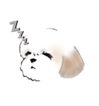 Stickers_Shih Tzu_a シーズースタンプ（個別スタンプ：34）