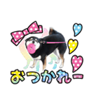 黒柴犬 の ♡ 敬語 ♡ スタンプ03 豆柴 凛（個別スタンプ：6）