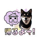 黒柴犬 の ♡ 敬語 ♡ スタンプ03 豆柴 凛（個別スタンプ：9）