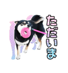 黒柴犬 の ♡ 敬語 ♡ スタンプ03 豆柴 凛（個別スタンプ：13）