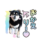 黒柴犬 の ♡ 敬語 ♡ スタンプ03 豆柴 凛（個別スタンプ：14）