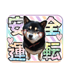 黒柴犬 の ♡ 敬語 ♡ スタンプ03 豆柴 凛（個別スタンプ：18）