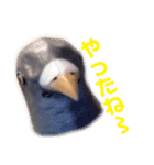 鳩バヤさん ザ・ファイナル（個別スタンプ：9）