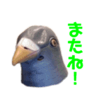 鳩バヤさん ザ・ファイナル（個別スタンプ：10）