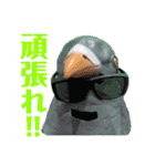 鳩バヤさん ザ・ファイナル（個別スタンプ：12）