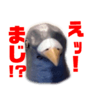 鳩バヤさん ザ・ファイナル（個別スタンプ：21）