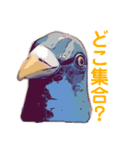 鳩バヤさん ザ・ファイナル（個別スタンプ：30）