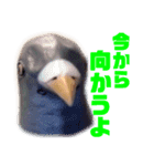 鳩バヤさん ザ・ファイナル（個別スタンプ：33）