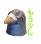 鳩バヤさん ザ・ファイナル（個別スタンプ：34）