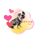 ピットブルのちゅら（個別スタンプ：1）