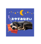 ピットブルのちゅら（個別スタンプ：6）