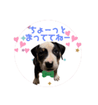 ピットブルのちゅら（個別スタンプ：14）