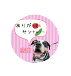 ピットブルのちゅら（個別スタンプ：17）