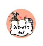 ピットブルのちゅら（個別スタンプ：20）