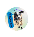 ピットブルのちゅら（個別スタンプ：25）