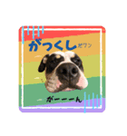 ピットブルのちゅら（個別スタンプ：27）