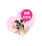 ピットブルのちゅら（個別スタンプ：32）