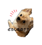 ぽんた♡（個別スタンプ：3）