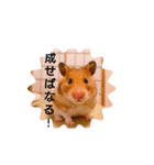 可愛いハムスタースタンプ♫（個別スタンプ：16）