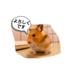 可愛いハムスタースタンプ♫（個別スタンプ：39）