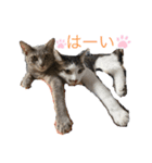 しらたまさんとこんにゃく①（個別スタンプ：4）