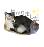 しらたまさんとこんにゃく①（個別スタンプ：7）