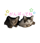 しらたまさんとこんにゃく①（個別スタンプ：9）