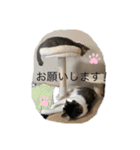 しらたまさんとこんにゃく①（個別スタンプ：16）