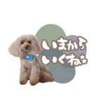 ぽむぽむ♡（個別スタンプ：16）