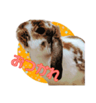 かわいいぽんぴのぷうスタンプ（個別スタンプ：3）