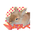 かわいいぽんぴのぷうスタンプ（個別スタンプ：7）