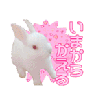 かわいいぽんぴのぷうスタンプ（個別スタンプ：15）