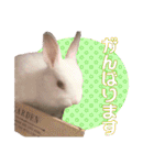 かわいいぽんぴのぷうスタンプ（個別スタンプ：20）