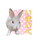 かわいいぽんぴのぷうスタンプ（個別スタンプ：21）