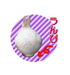 かわいいぽんぴのぷうスタンプ（個別スタンプ：23）
