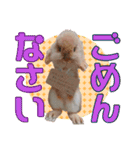 かわいいぽんぴのぷうスタンプ（個別スタンプ：25）